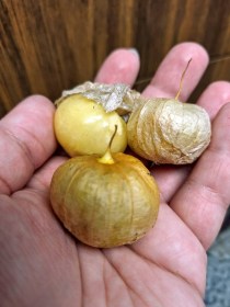Mexikói sárga földicseresznye - tomatillo , Physalis philadelphica, padlizsán